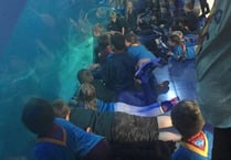 Beavers and cubs sleep with sharks