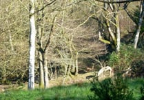 Dog walker: ‘I saw big black cat on the hills’