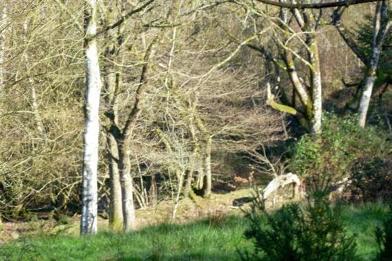 Dog walker: ‘I saw big black cat on the hills’