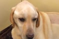 New research to help poorly dogs
