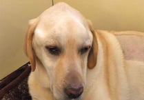 New research to help poorly dogs