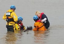 Porpoise rescue mission