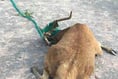 Tricky operation to free entangled stag