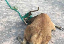 Tricky operation to free entangled stag