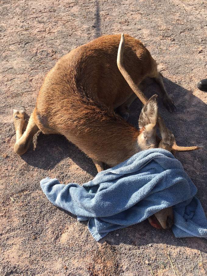The stag is kept calm while he recovers