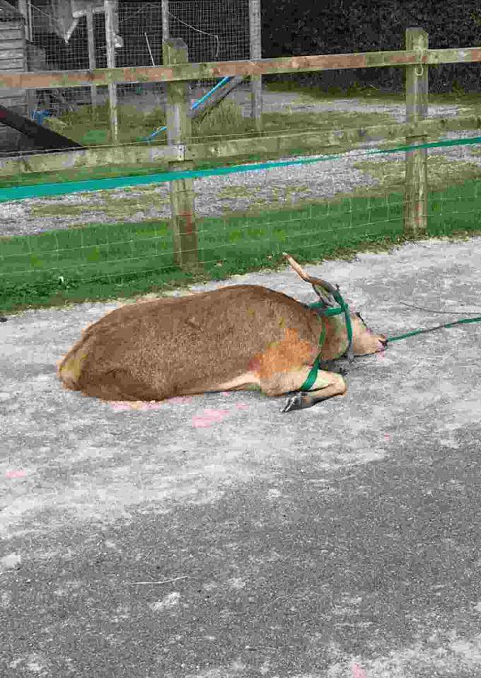 The stag in distress