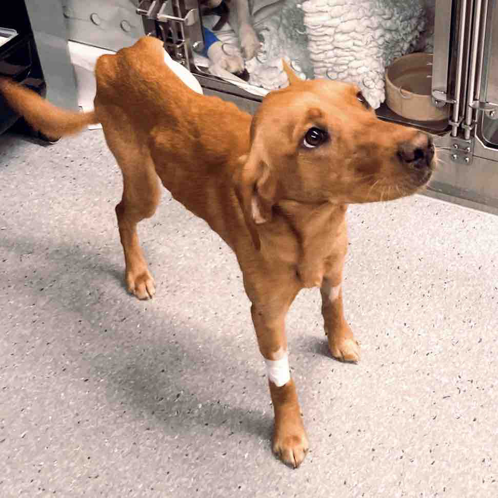 Pooch has life-saving amputation after days in snare