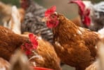 Bird flu outbreaks hitting their peak