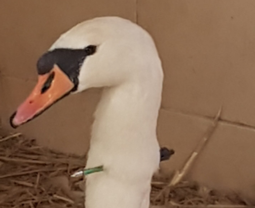 <p>The swan survived the attack </p>