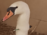 <p>The swan survived the attack </p>