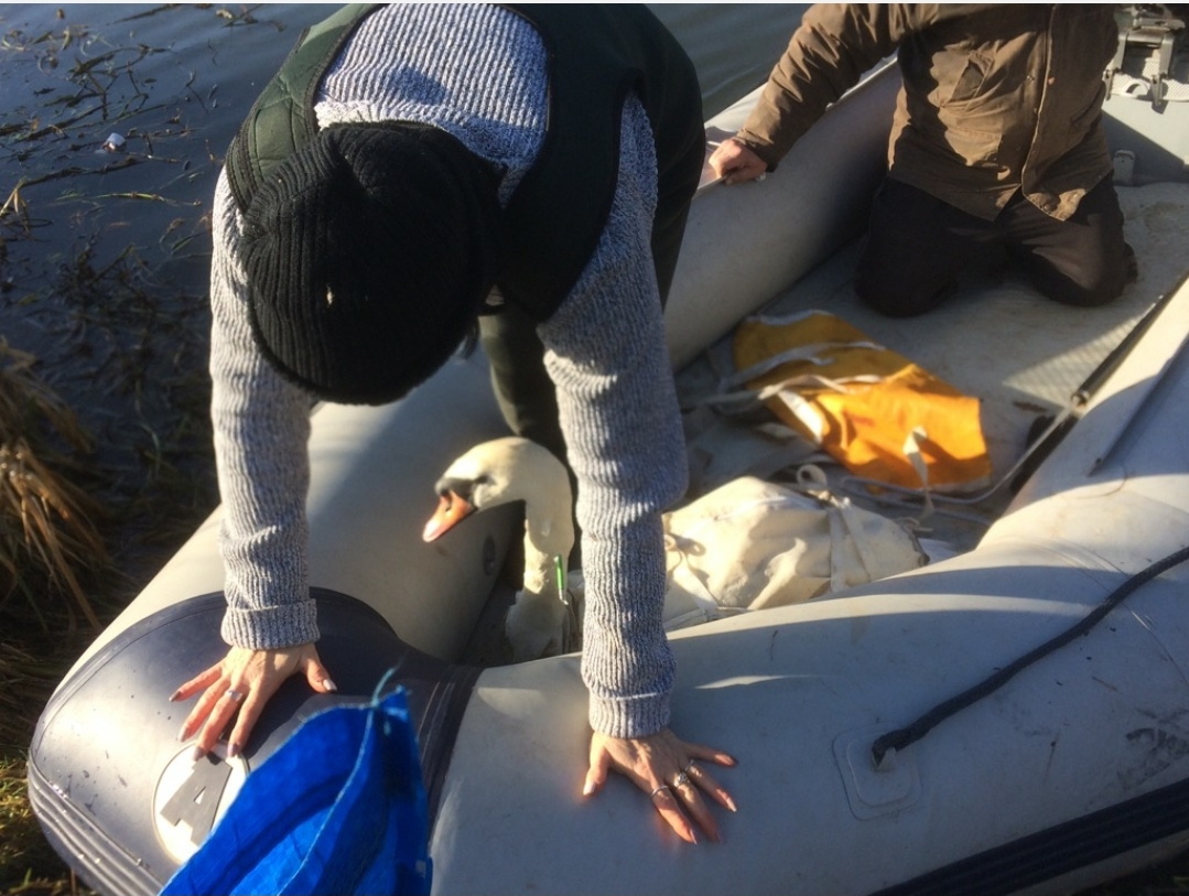 Woman speaks of horror after swan shot by crossbow