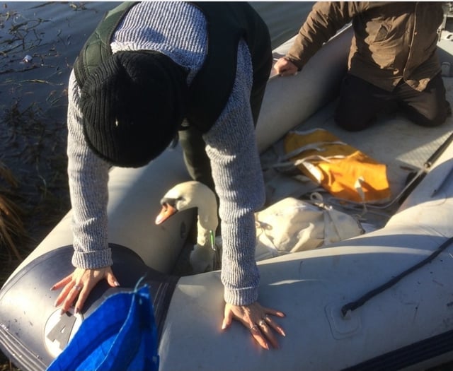 Swan returns to Waverley Abbey after crossbow attack