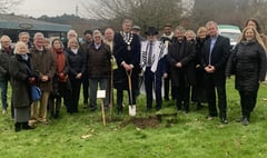 Holocaust memorial oak to be replaced after just a year in Haslemere