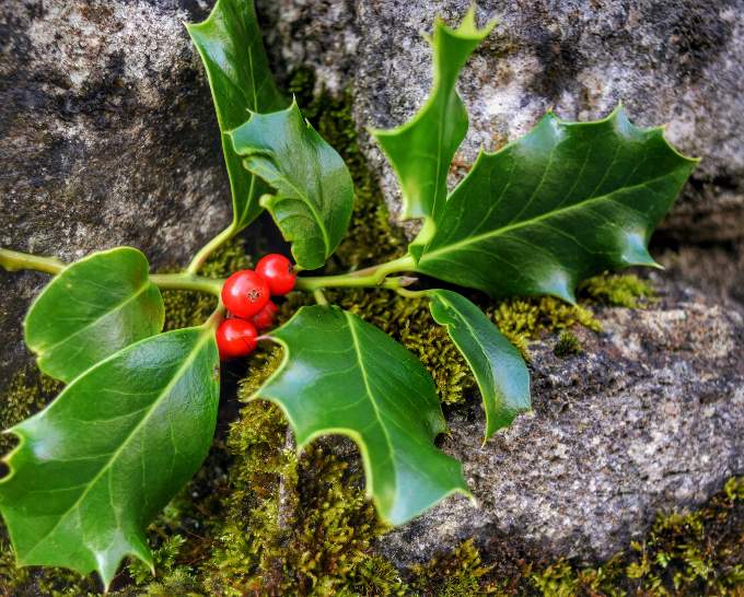 St Stephen’s Day was often known as ‘holming day’. The saint had been stoned to death and men and boys took delight in beating women and girls with holly on their bare arms until blood was drawn