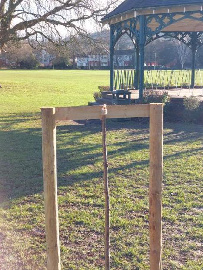 A cherry tree put up in memory of Jack Caldicott was vandalised and just a stump left
