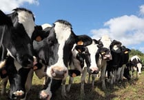 Hay-on-Wye farmer loses dairy unit appeal