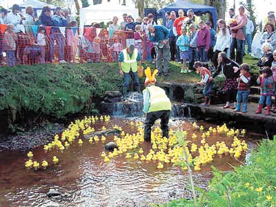 Ready for the off! The ducks are in the water.