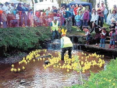 Ready for the off! The ducks are in the water.