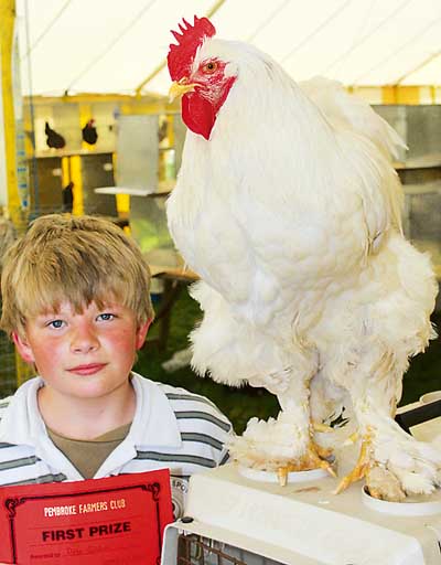 Eleven-year-old Peter Gibbon with his prize-winning two-year-old Cochin.
