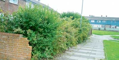 Pictured is the same part of the estate before works took place.