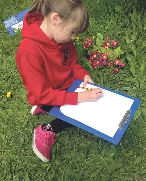Studying and sketching primroses.