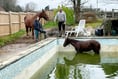 Horse rescued after jumping in to swimming pool