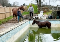 Horse rescued after jumping in to swimming pool