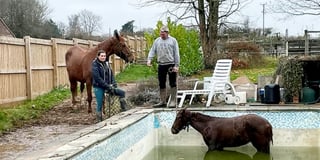 Horse rescued after jumping in to swimming pool