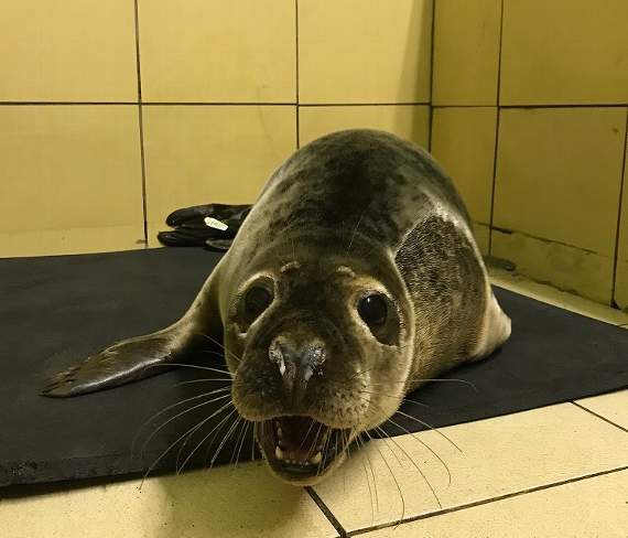 After spending two months in RSPCA care, Graham has been released back into the wild