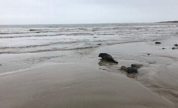 The seal was initially rescued by Welsh Marine Life Rescue (WMLR) at St Brides in Pembrokeshire on January 10