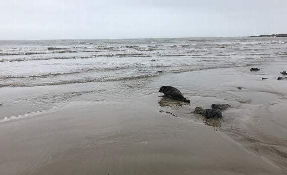 The seal was initially rescued by Welsh Marine Life Rescue (WMLR) at St Brides in Pembrokeshire on January 10