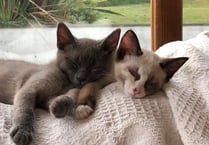 Can you help reunite Ted the cat with his sister and St Florence family
