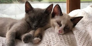 Can you help reunite Ted the cat with his sister and St Florence family
