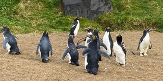 Folly Farm takes homeless penguins under its wing