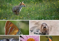 Pembrokeshire Coastal Forum’s 2020 wildlife photography competition winners