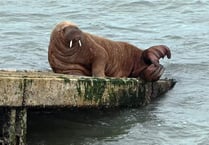 ‘Do not disturb’ plea issued for Tenby’s walrus