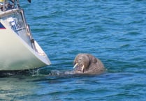 Wally the walrus spotted swimming in the Scilly Isles