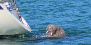 Wally the walrus spotted swimming in the Scilly Isles