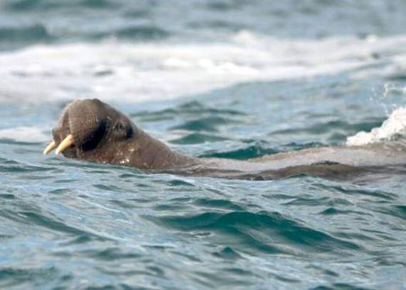 Wally pictured in the sea off Cornwall on Wednesday (Pic. Nathaniel Barry)