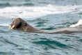 Has Wally waved farewell to Tenby?