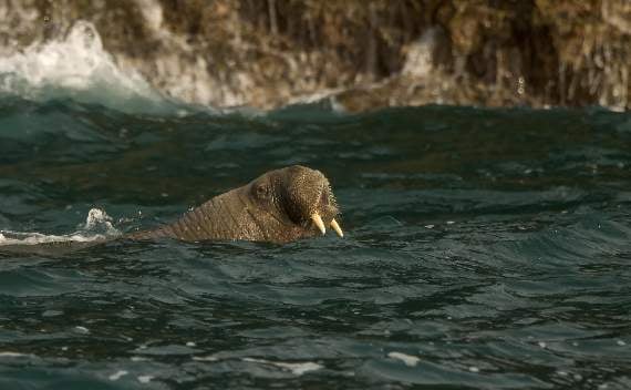 On Wednesday, Wally popped up in Padstow (Pic. Nathaniel Barry)