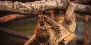 Pembrokeshire's pensioner sloths have a new retirement home