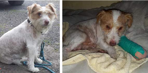 Poor Bruno from Penally who is quite a characterwill now lose his injured leg.