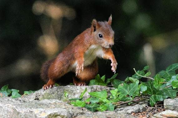 Photogenic Red Squirrels continue to thrive on Caldey Island