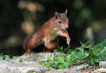 Photogenic Red Squirrels continue to thrive on Caldey Island