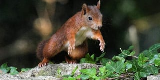 Photogenic Red Squirrels continue to thrive on Caldey Island