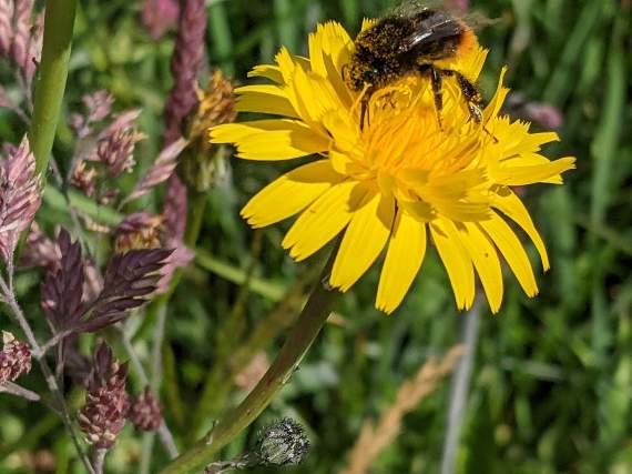 Park Authority wardens have worked hard for several years to improve biodiversity in the meadows at Skrinkle.