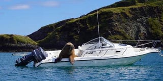 Might Wally be enjoying a ‘refreshing G&T’ on his new boat?