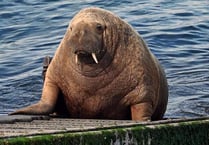Is Wally the wandering walrus finally on his way home?
