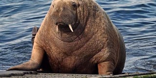 Is Wally the wandering walrus finally on his way home?